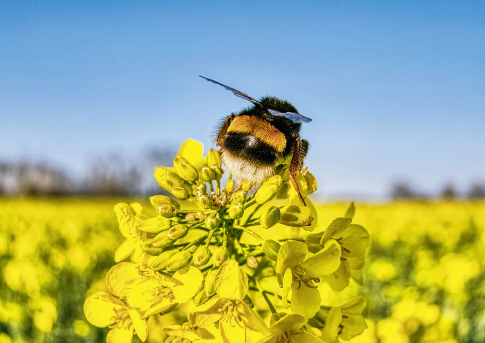 Alster-Karte Nr. 131: Hummel